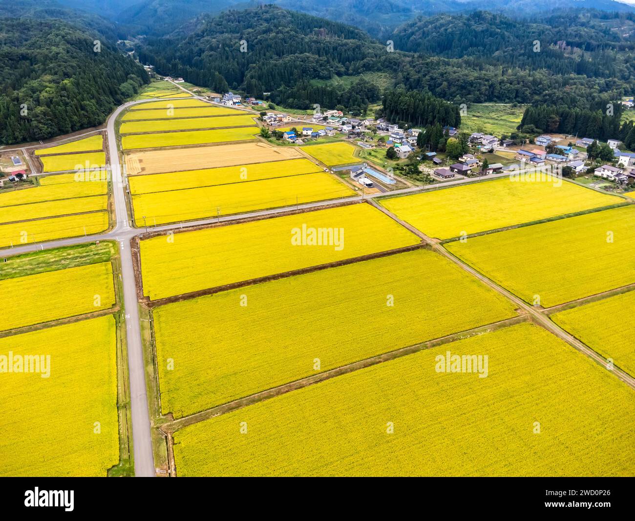 Risaia, colore giallo della raccolta autunnale, piedi di montagna, droni aerei, città di Yokote, Akita, Tohoku, Giappone, Asia orientale, Asia Foto Stock