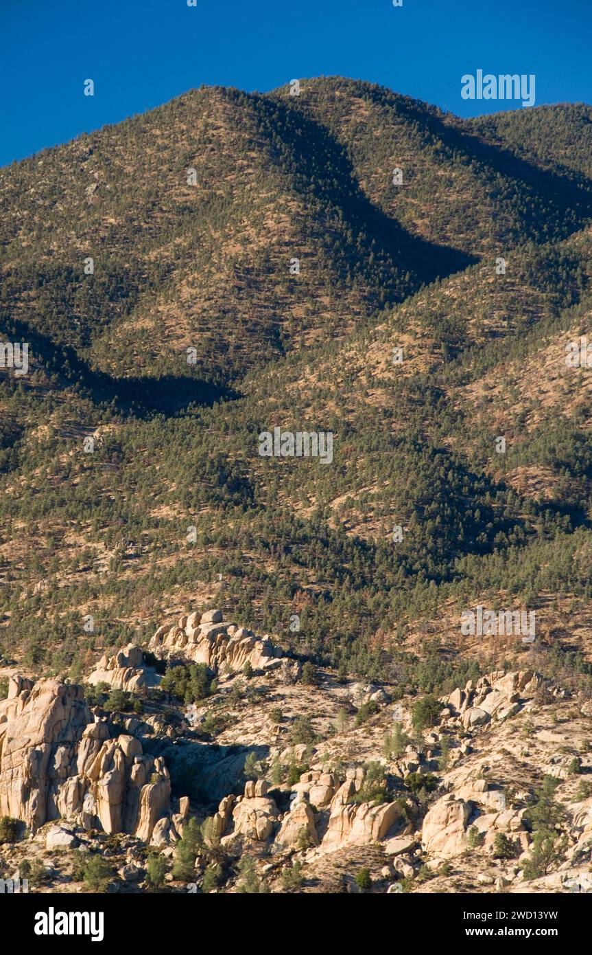 Pinyon pineta sul pendio della montagna, Domeland deserto, camino Peak National Backcountry Byway, California Foto Stock