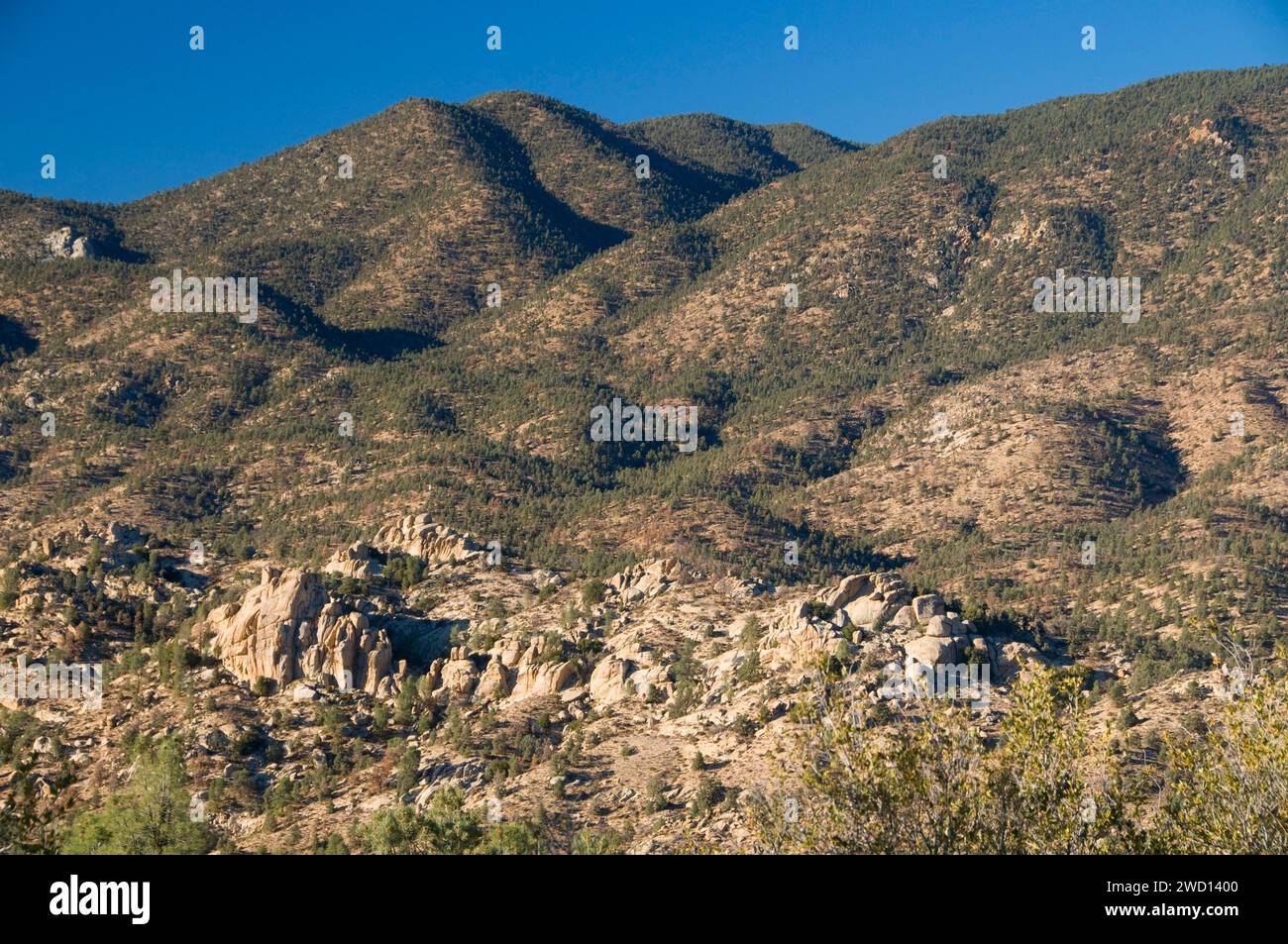 Pinyon pineta sul pendio della montagna, Domeland deserto, camino Peak National Backcountry Byway, California Foto Stock