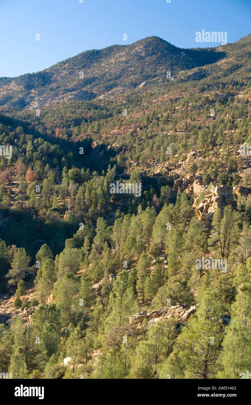 Pinyon pine-grigio pineta sul pendio della montagna, Domeland deserto, camino Peak National Backcountry Byway, California Foto Stock