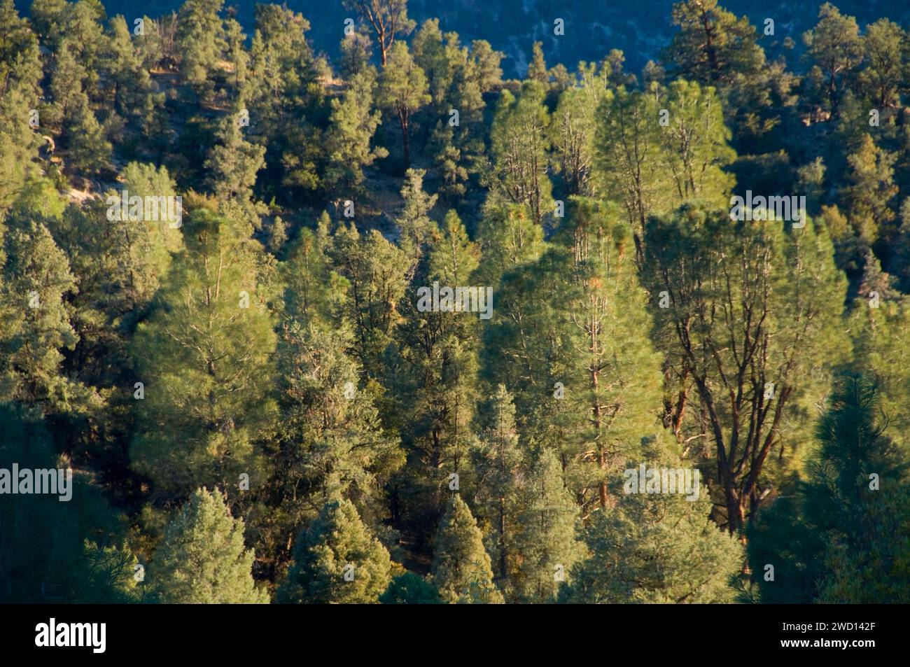 Grigio foresta di pini, Owens Peak Wilderness, camino Peak National Backcountry Byway, California Foto Stock