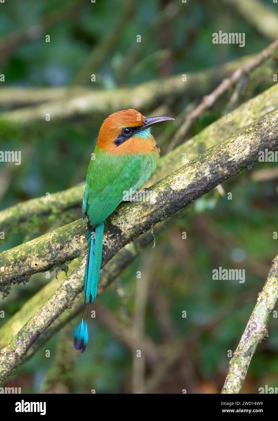 Il motmot (Electron platyrhynchum) a becco largo in una foresta pluviale tropicale, Costa Rica Foto Stock