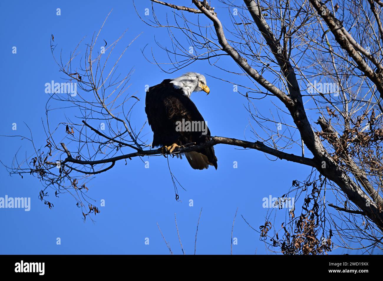 Calvo Eagle a Sacramento, NWR Foto Stock