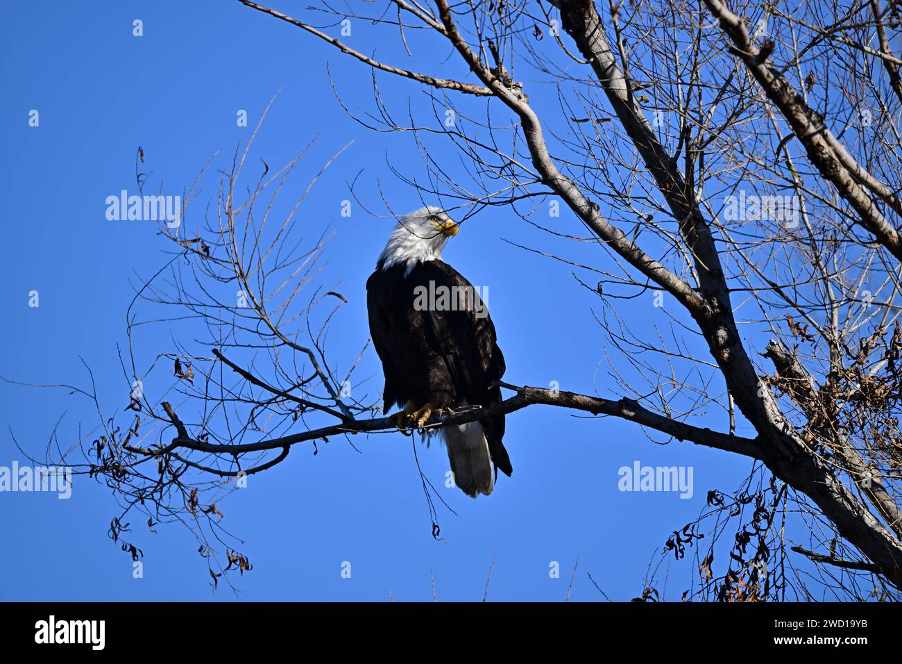 Calvo Eagle a Sacramento, NWR Foto Stock