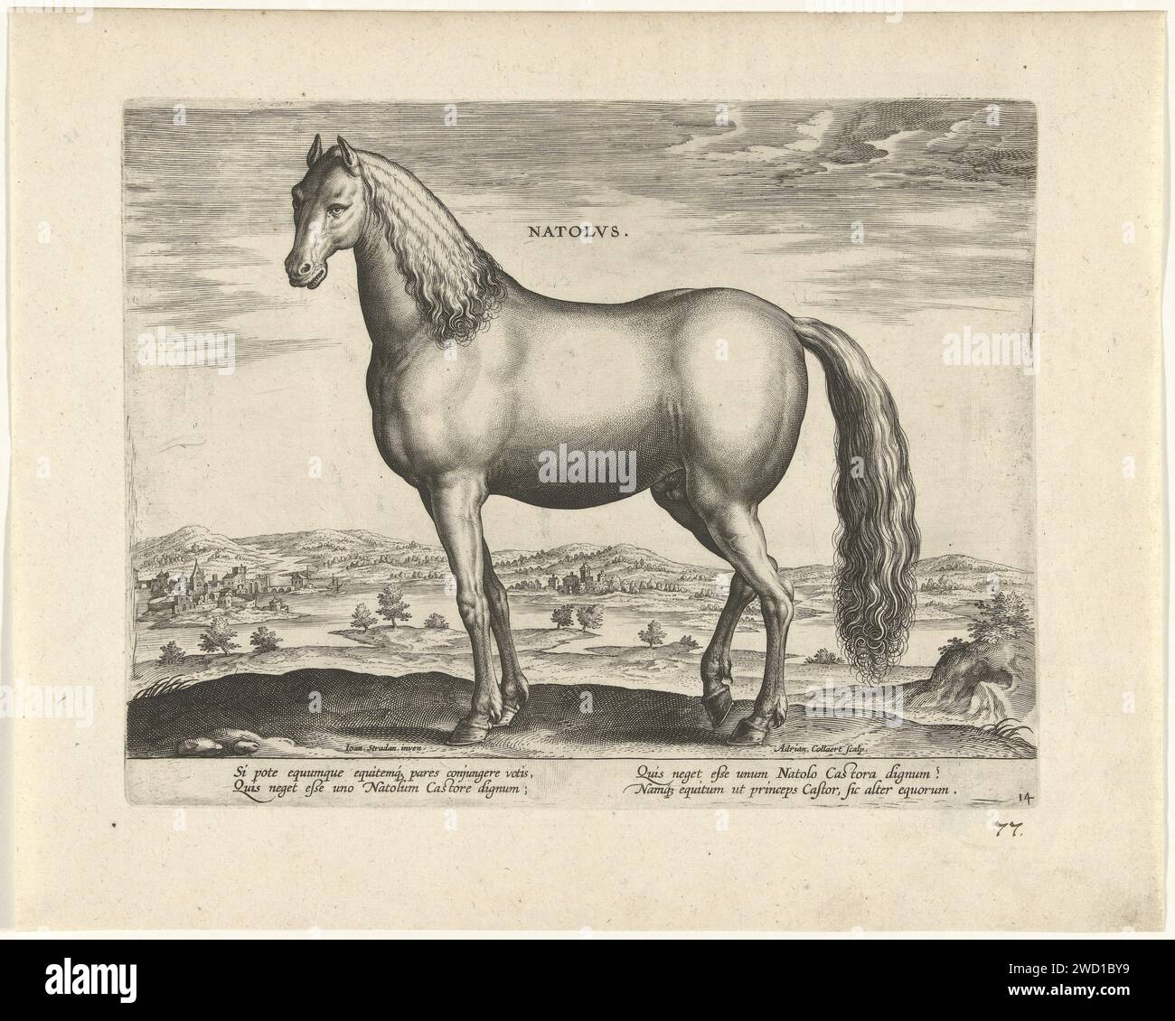 Hengst dall'Anatolia, Adriaen Collaert, dopo Jan van der Straet, c. 1583 - c. 1587 stampare uno stallone anatolico di profilo. La stampa ha una didascalia latina e fa parte della prima parte di una serie di 39 parti sulle razze di cavalli provenienti dalle scuderie reali di Don Juan van Austria. Tipografia: Antwerpafter design by: Florencepublisher: Anversa cavallo per incisione su carta Anatolia Foto Stock