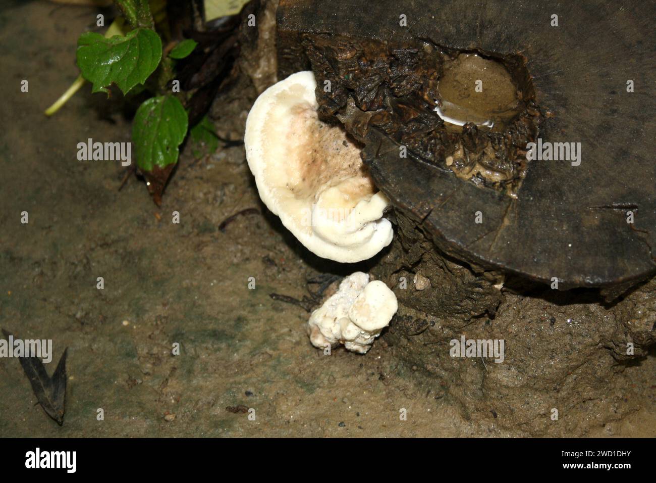 Conk rosato (Fomitopsis cajanderi) che cresce su legno morto : (pix Sanjiv Shukla) Foto Stock