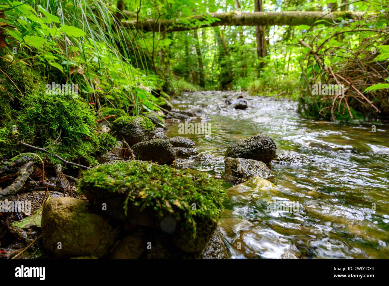 kleiner Bachlauf im Wald Foto Stock