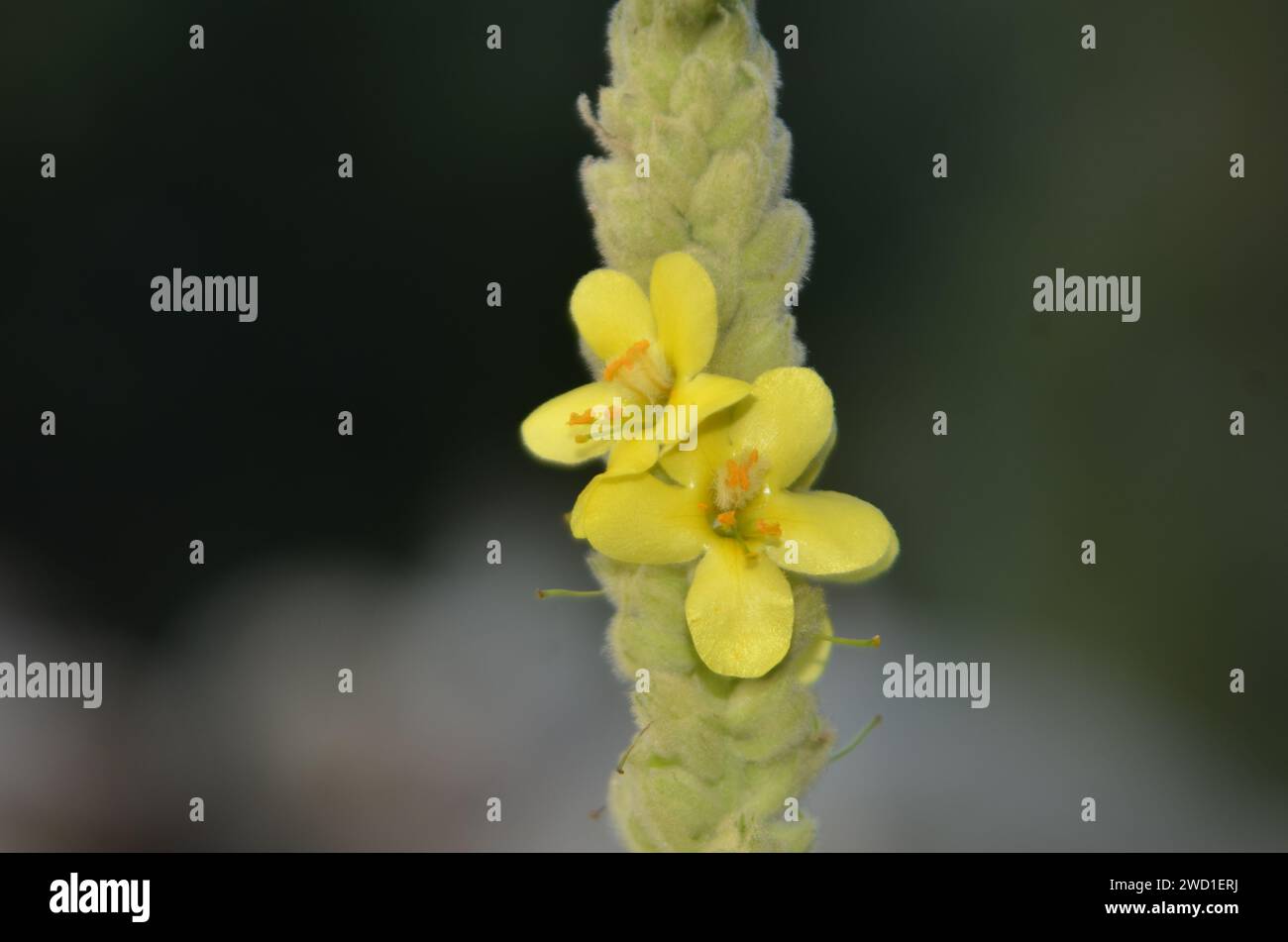 Verbascum thapsus è un'erba medicinale che si trova in KP Foto Stock