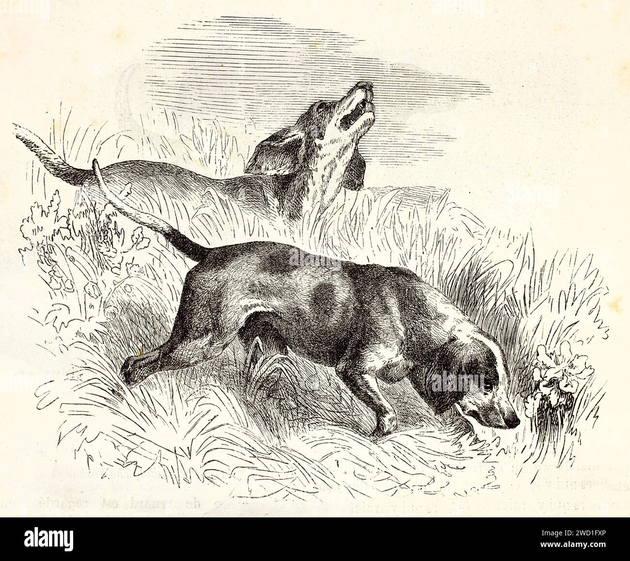 Vecchia illustrazione incisa di Foxhounds inglesi che sniffano. Creato da Wells, pubblicato su Brehm, Les Mammifers, Baillière et fils, Parigi, 1878 Foto Stock