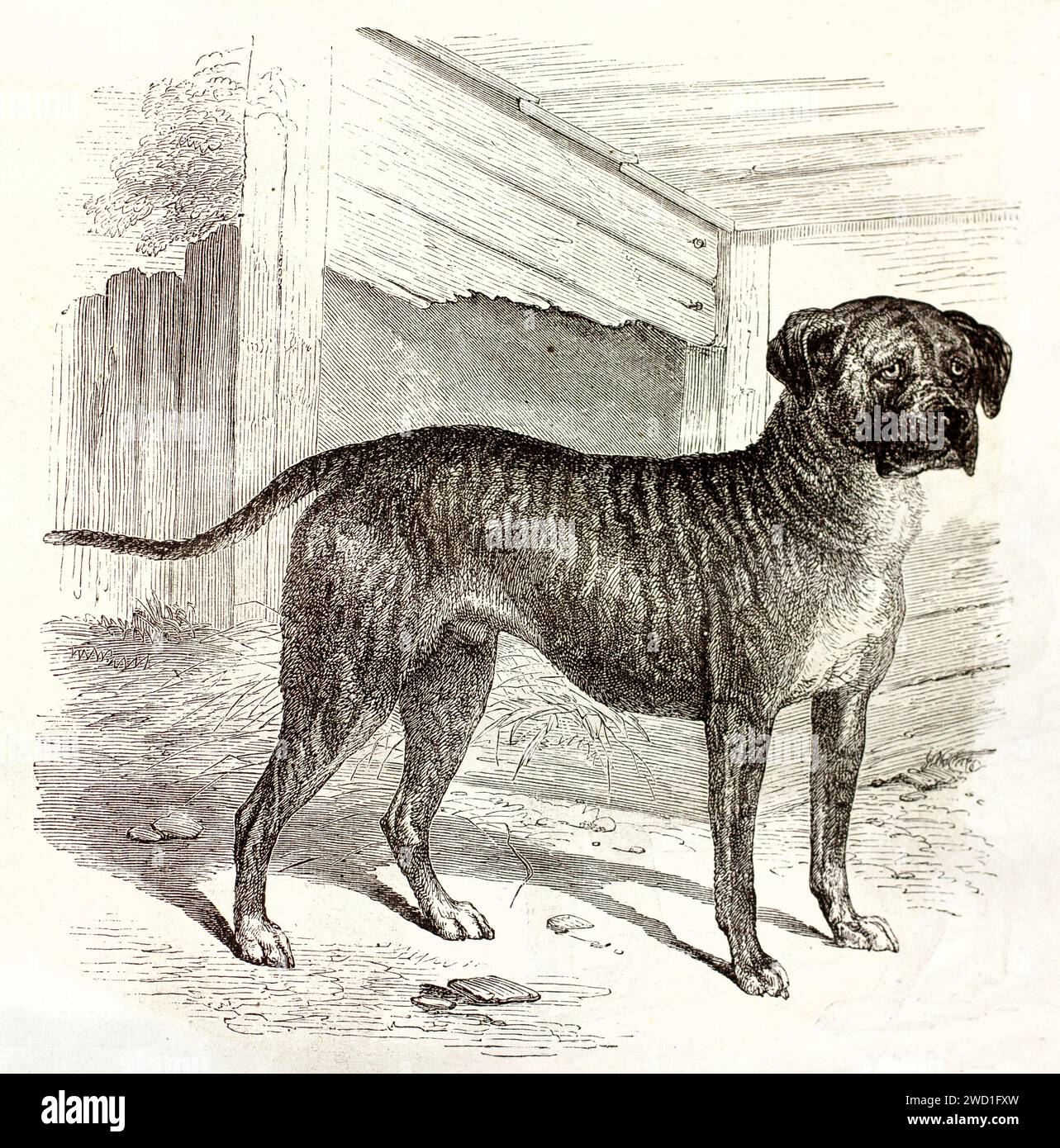 Vecchia illustrazione incisa del mastino inglese in piedi su un terreno rurale vicino a un rifugio di legno, enorme e orgoglioso. Linework espressivo, pubblicato nel 1878. Foto Stock