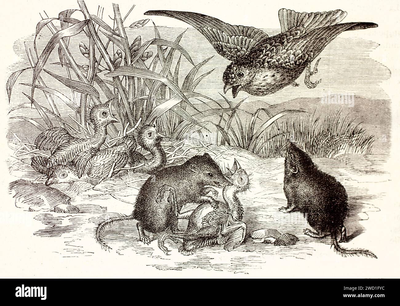 Gli arbusti etruschi (Suncus etruscus) attaccano una nidificazione mentre la madre dell'uccello difende la sua covata. Illustrazione naturalista incisa su legno pubblicata nel 1878. Foto Stock