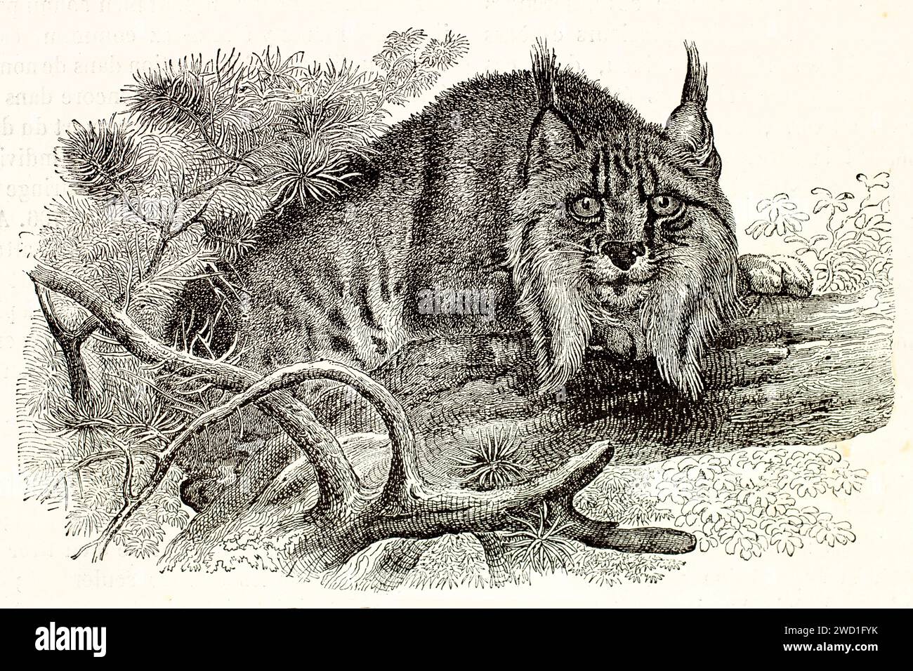La lince eurasiatica (lince di Lynx) accovacciata su un ramo, mimetizzata in una fitta foresta, con uno sguardo perforante. Incisione in legno espressiva del 1878. Foto Stock
