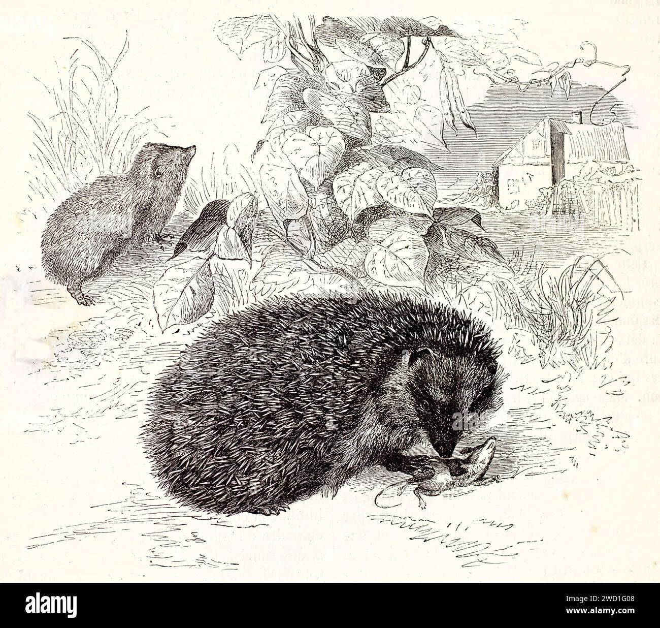 Caccia al riccio europeo (Erinaceus europaeus) nelle praterie rurali, con prede sotto zampa. Linework espressivo, pubblicato nel 1878. Foto Stock