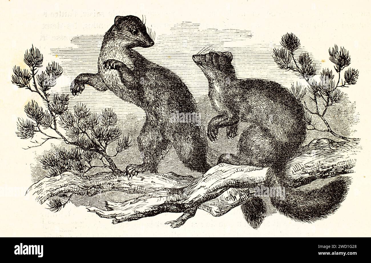 martore di pino europeo (Martes martes) sui rami di pino, che interagiscono attraverso una postura espressiva. Naturalist Woodcut Engraving, pubblicato nel 1878. Foto Stock