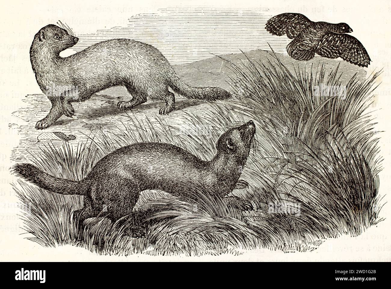 Puzzola europea e furetto (Mustela putorius) che inseguono un uccello in erba alta. Expressive Naturalist Woodcut Engraving, pubblicato nel 1878. Foto Stock