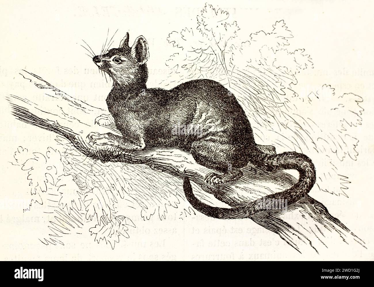 Illustrazione incisa di una fossa (Cryptoprocta ferox) accovacciata su un ramo nella foresta tropicale. Linework espressivo. Pubblicato nel 1878. Foto Stock