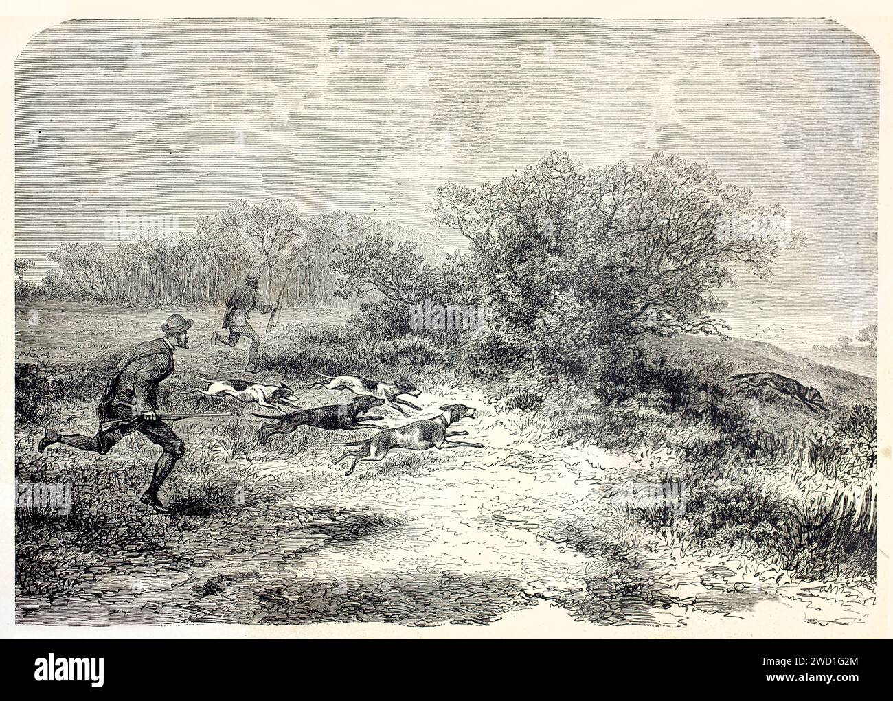 Caccia alla volpe con cani e cacciatori all'inseguimento in un campo rurale. Incisione in legno espressiva con dettagli naturalisti. Pubblicato nel 1878. Foto Stock