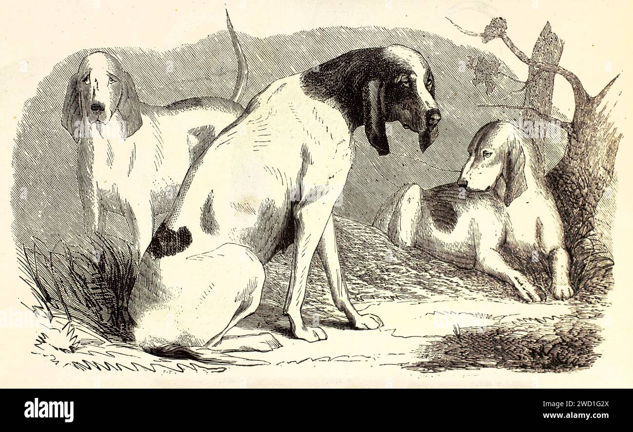 Tre caccia Gascon Saintongeois con postura gocciolante riposano all'aperto su un terreno rustico. Incisione espressiva dettagliata pubblicata nel 1878. Foto Stock