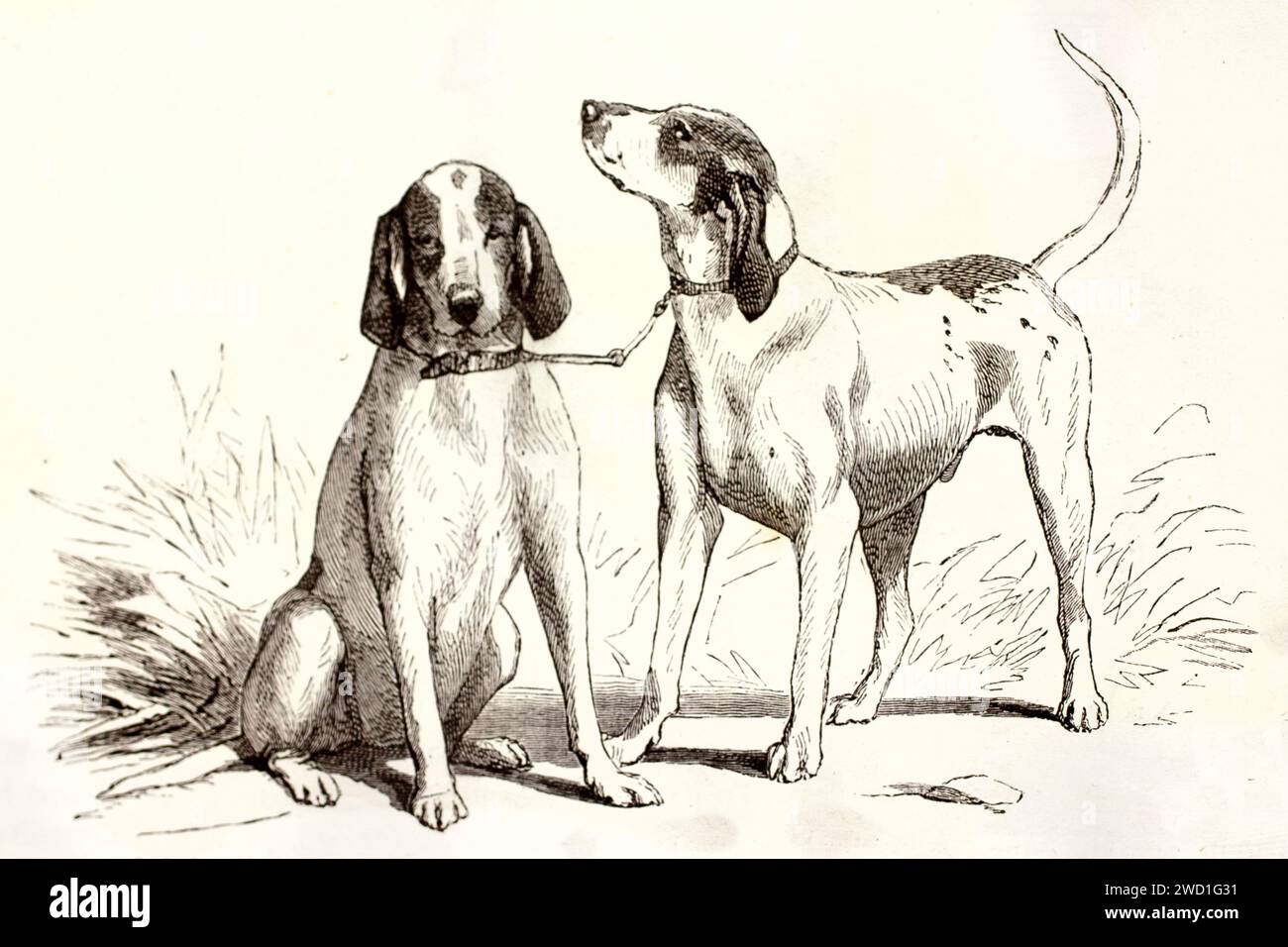 Coppia di cani Gascon Saintongeois legati insieme da collari, poggiati su praterie. Incisione naturalista espressiva, pubblicata nel 1878. Foto Stock