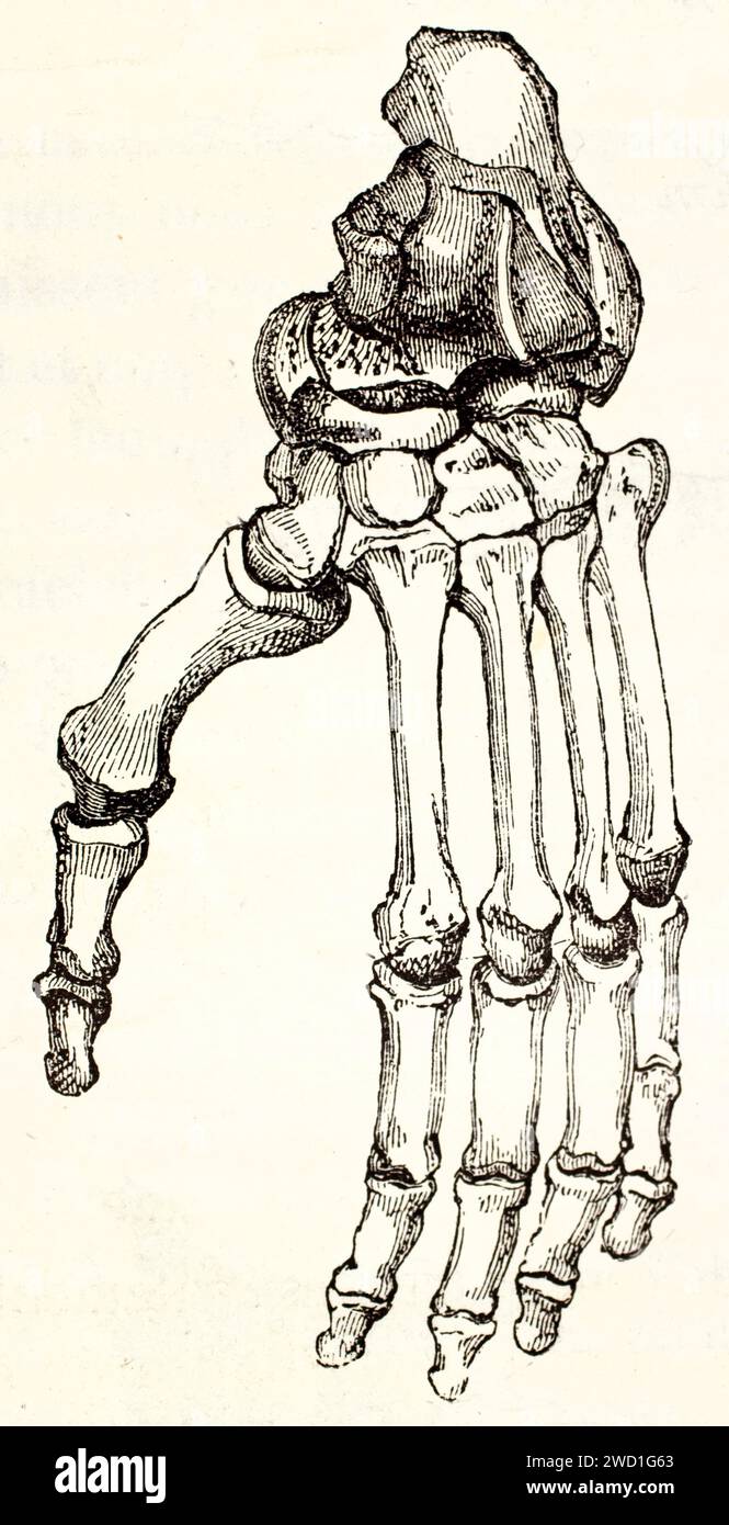 Incisione dettagliata del XIX secolo delle ossa del piede del gorilla, studio anatomico pubblicato nel 1878 in Les Mammifères di Brehm, autore sconosciuto. Foto Stock