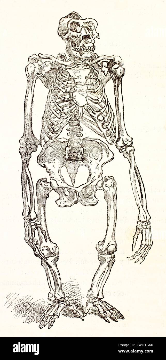 Scheletro completo di gorilla in posizione verticale, incisione anatomica dettagliata da Les Mammifères di Brehm, pubblicato nel 1878, autore sconosciuto. Foto Stock