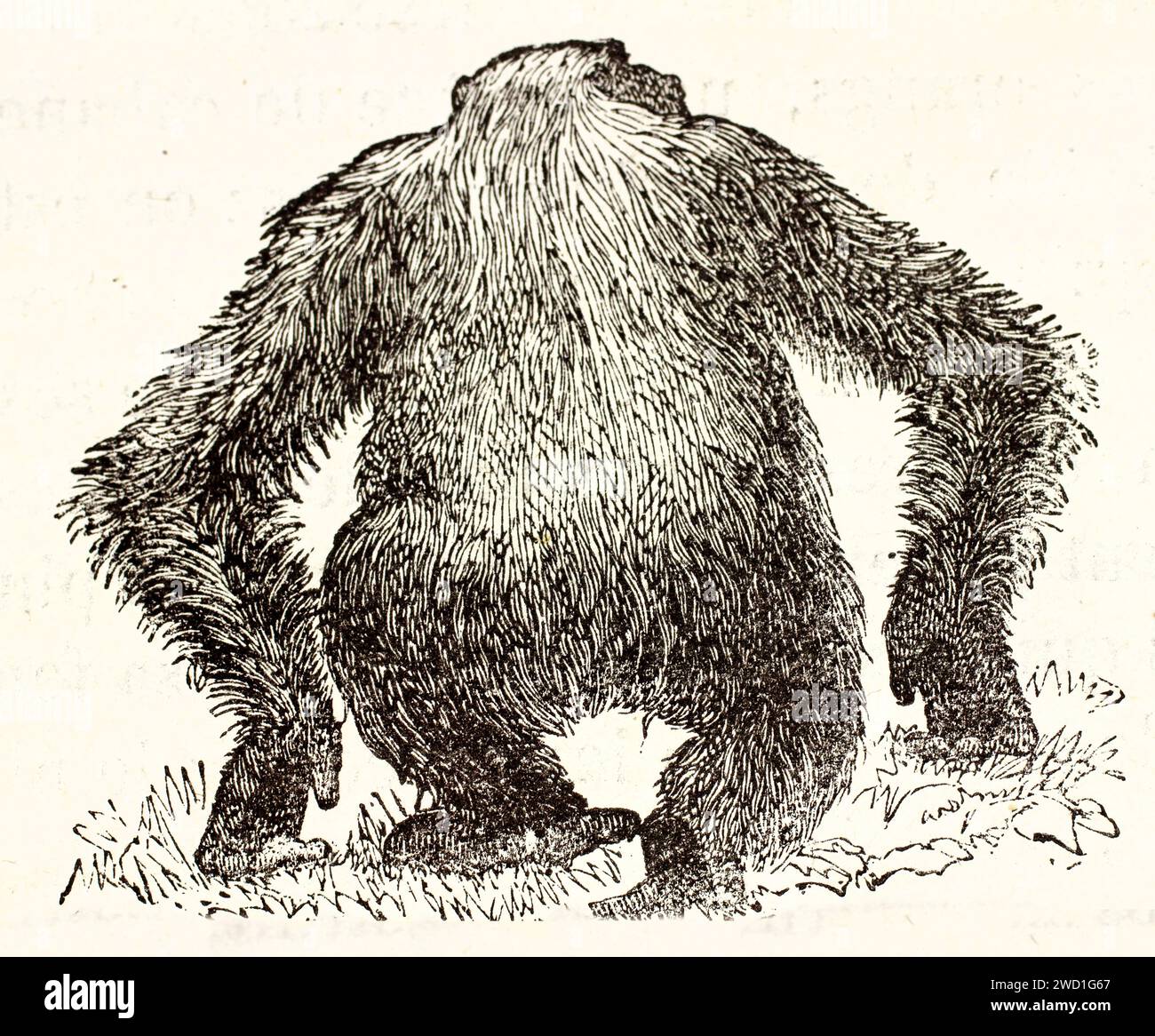 Vista posteriore di un gorilla che cammina in verticale con le braccia abbassate, incisione in legno espressiva di Wesley pubblicata nel 1878 in Les Mammifères di Brehm, Parigi. Foto Stock
