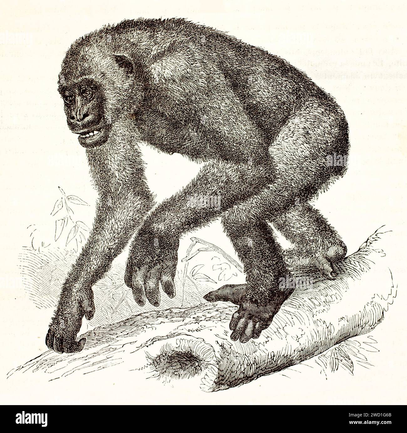 1878 illustrazione incisa di un gorilla calmo che cammina su un tronco caduto in un ambiente forestale. Il linework naturalista cattura la sua espressione delicata. Foto Stock
