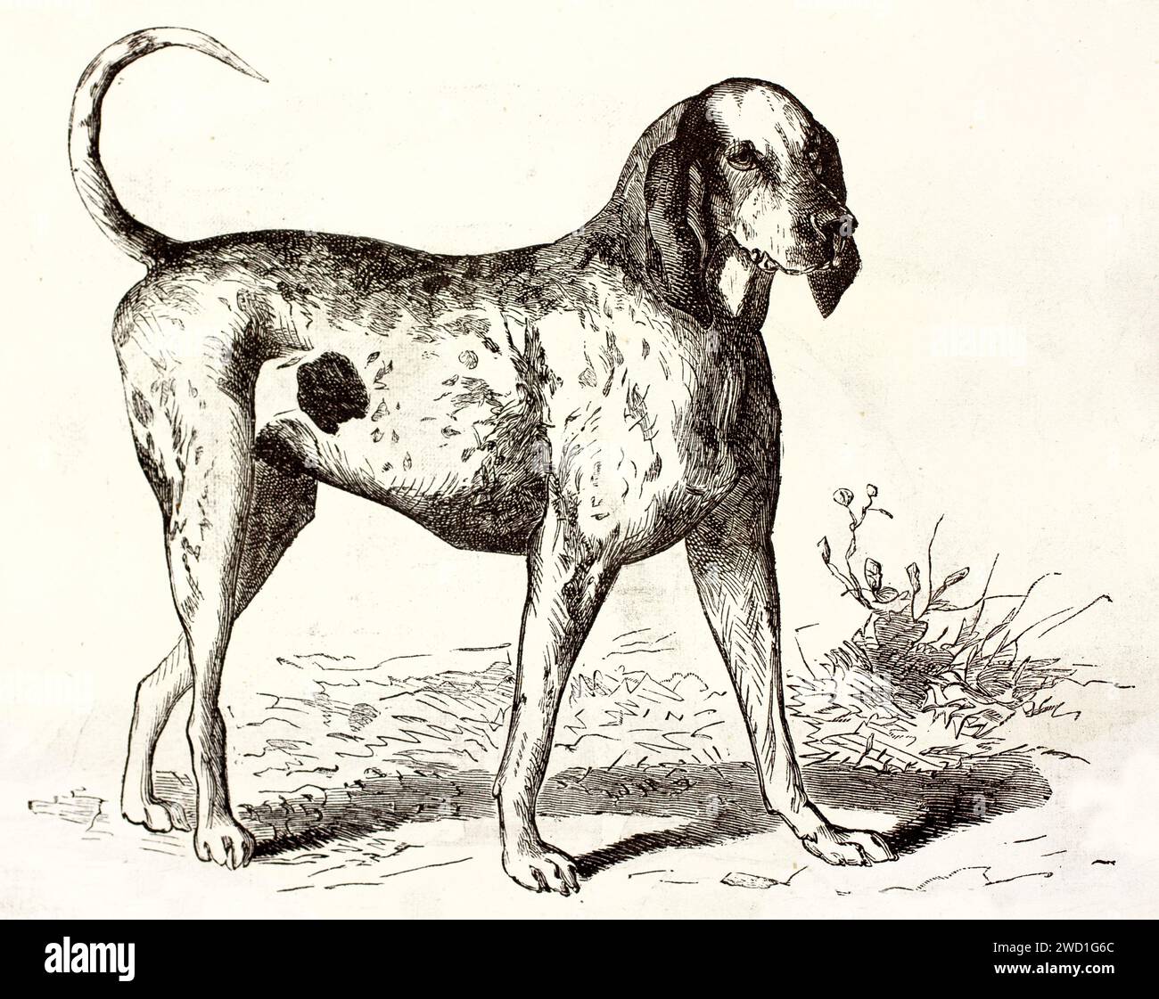 Grand Bleu de Gascogne dog, robusta razza simile a un levriero, illustrato da Gelibert nel 1878 per Les Mammifères di Brehm, incisione zoologica d'epoca. Foto Stock