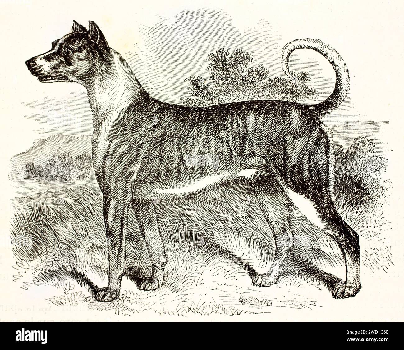 Great Dane con orecchie corte e coda rialzata, in piedi all'aperto con denti leggermente inchiodati; incisione di Wells, da Les Mammifères di Brehm, 1878. Foto Stock