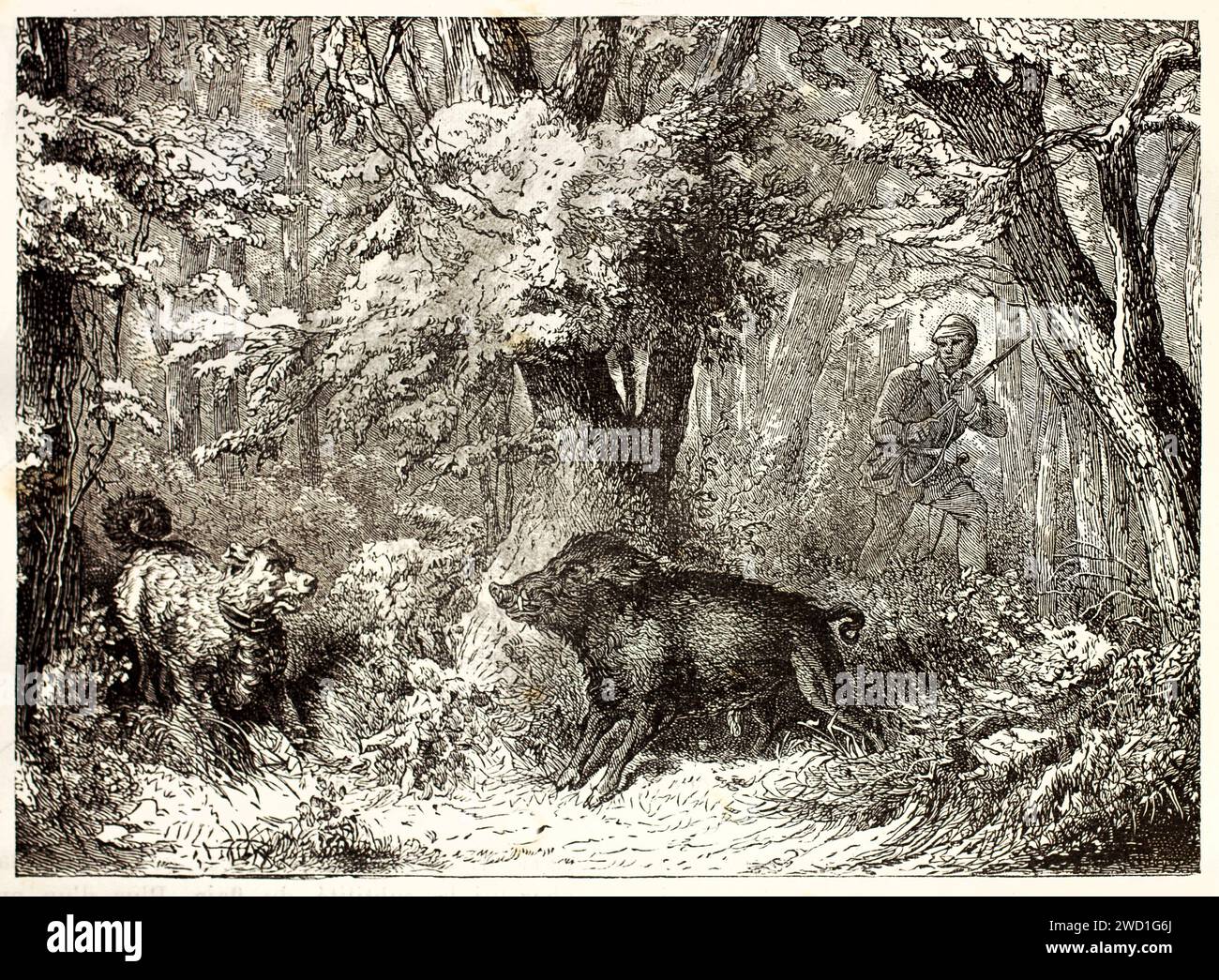 Scena di caccia con Great Dane e cinghiali nella fitta foresta, cacciatore che si avvicina con il fucile; incisione espressiva del 1878 di Wells di Brehm Foto Stock
