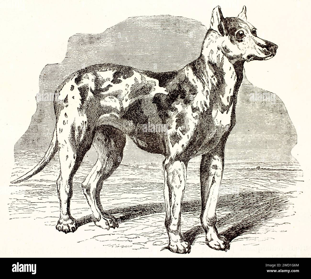Great Dane con cappotto maculato ed espressione sorpresa, incisione anatomica vintage da Les Mammifères di Brehm, pubblicato nel 1878, autore sconosciuto. Foto Stock