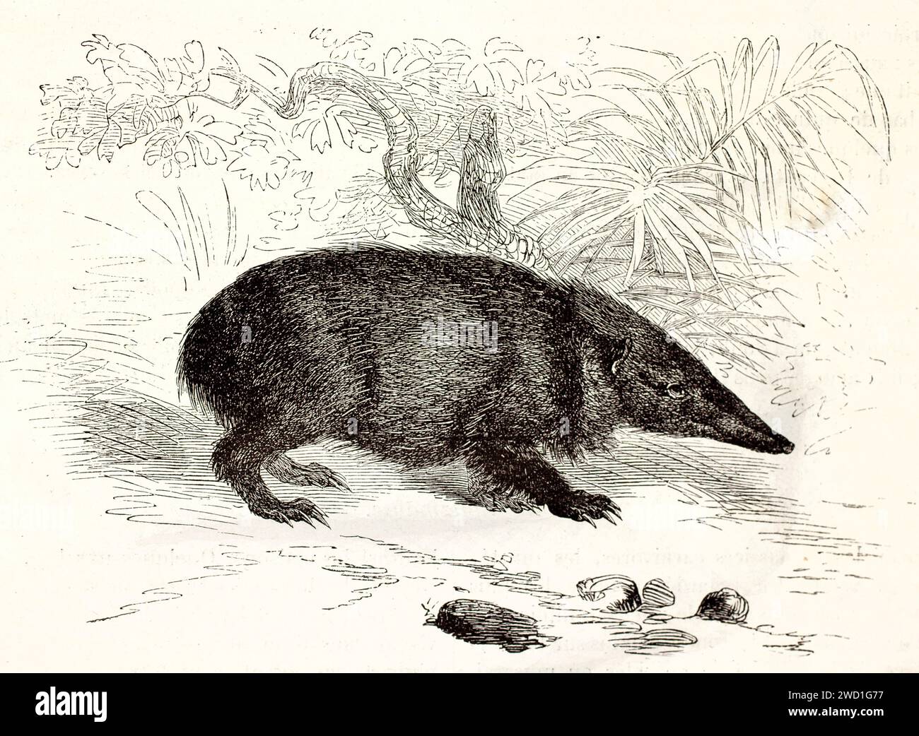 Maggiore riccio tenrec con pelliccia piccante e muso appuntito, di profilo in mezzo a vegetazione sparsa; incisione vintage da Les Mammifères di Brehm, 1878. Foto Stock