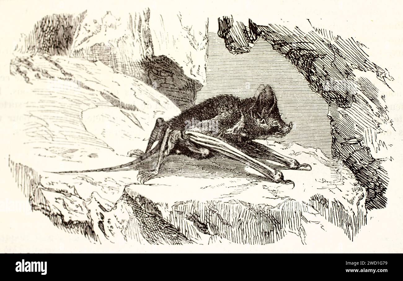 Pipistrello dalla coda di un topo appoggiato su una roccia, visto in profilo; caratteristiche simili a roditori e ali ripiegate in questa incisione del 1878 di Illner da Les di Brehm Foto Stock