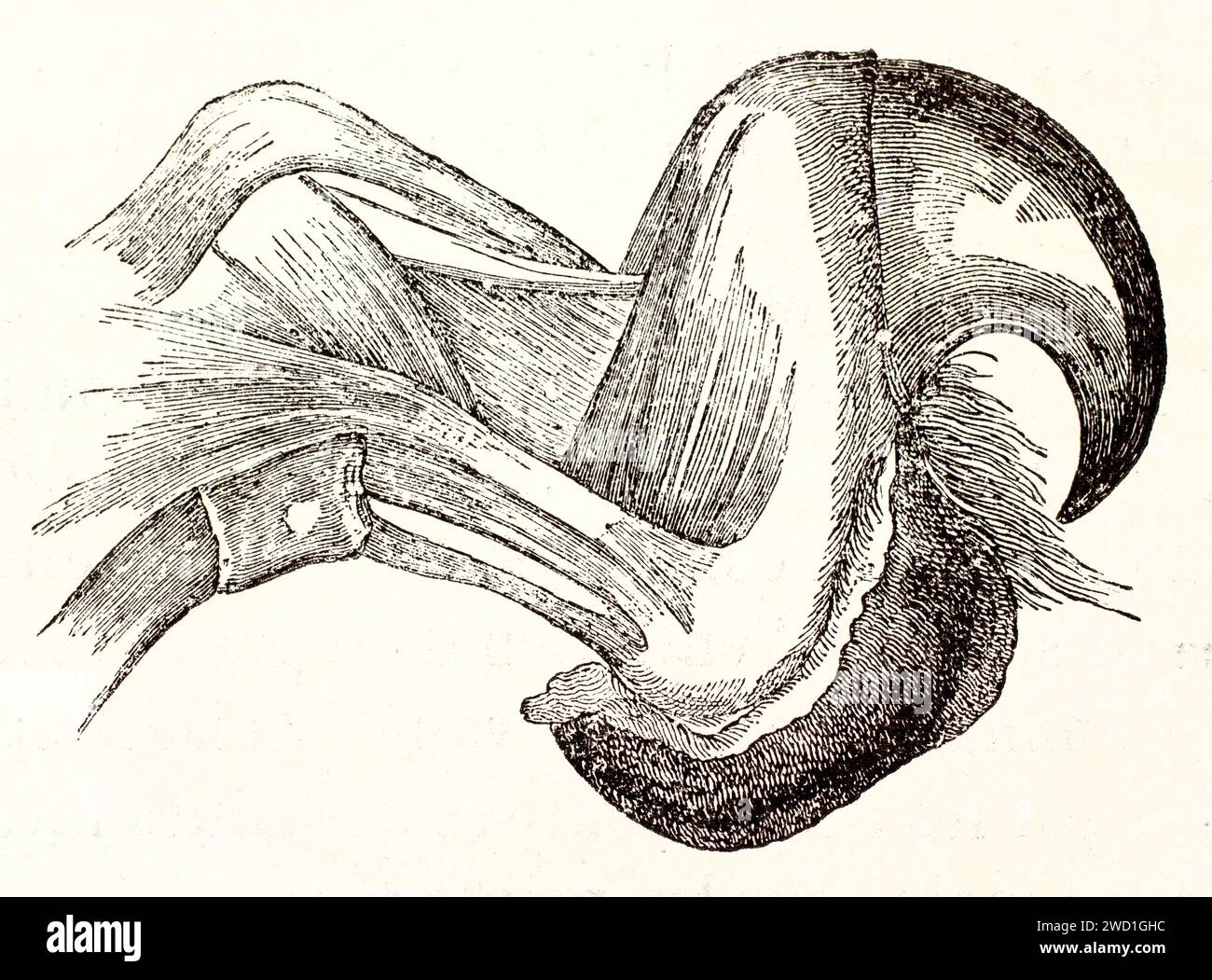 Vecchia illustrazione incisa dell'anatomia del leone. Di autore sconosciuto, pubblicato su Brehm, Les Mammifers, Baillière et fils, Parigi, 1878 Foto Stock