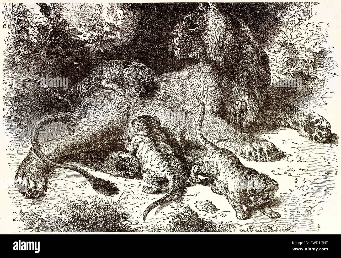 Vecchia illustrazione incisa della leonessa e dei suoi cuccioli. Di autore sconosciuto, pubblicato su Brehm, Les Mammifers, Baillière et fils, Parigi, 1878 Foto Stock