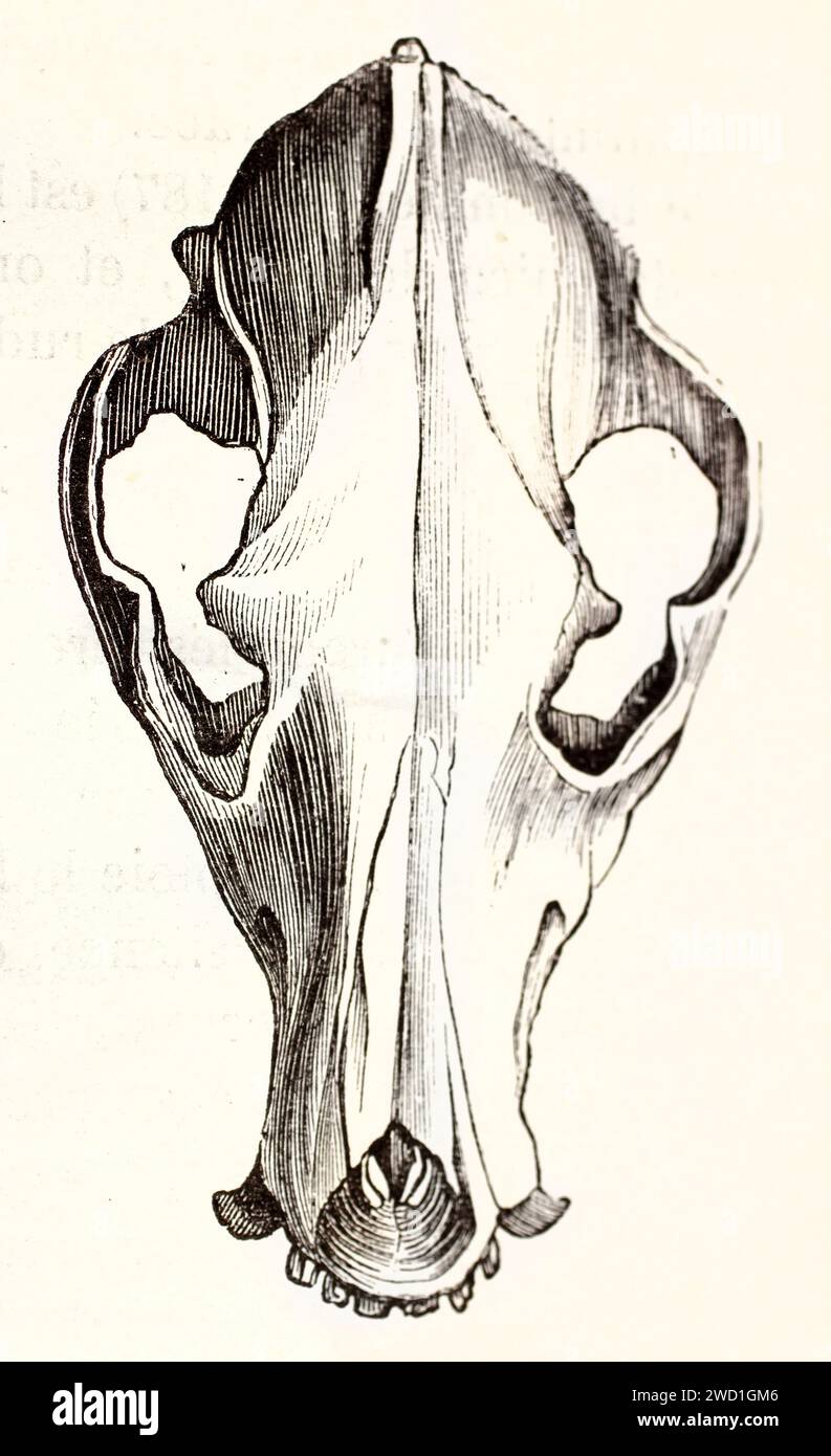Vecchia illustrazione incisa del cranio di Lurcher (vista dall'alto). Di autore sconosciuto, pubblicato su Brehm, Les Mammifers, Baillière et fils, Parigi, 1878 Foto Stock