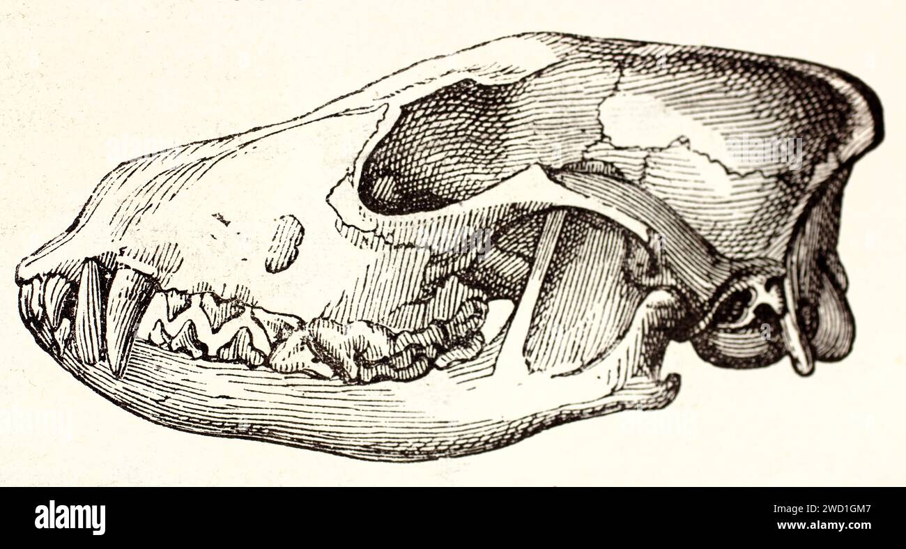 Vecchia illustrazione incisa del cranio del Lurcher (vista laterale). Di autore sconosciuto, pubblicato su Brehm, Les Mammifers, Baillière et fils, Parigi, 1878 Foto Stock