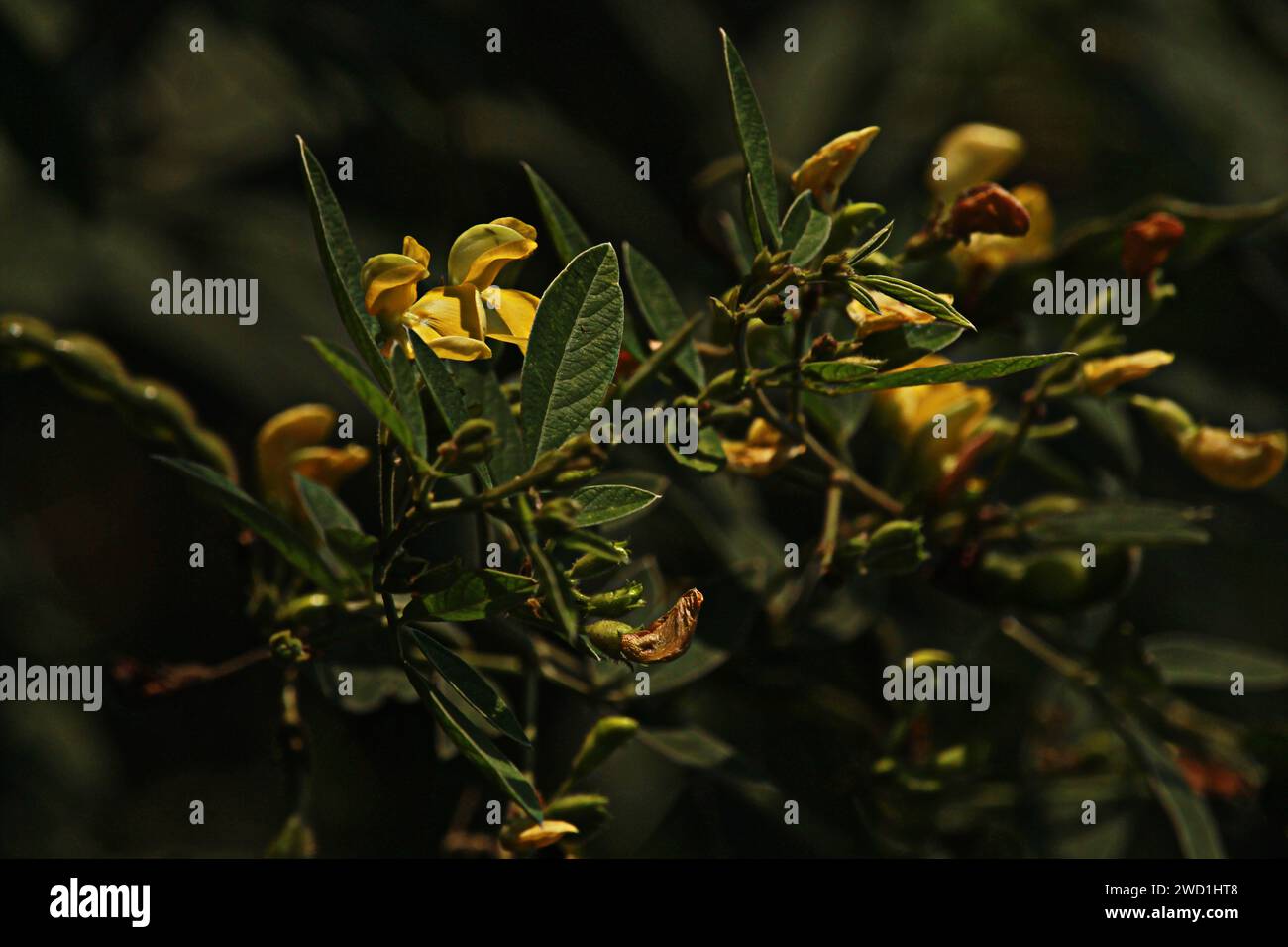 I piselli piccione, noti anche come tuvar verde, tuwar, gandules o Cajanus cajun, sono un legume perenne di breve durata che prospera nei tropici Foto Stock