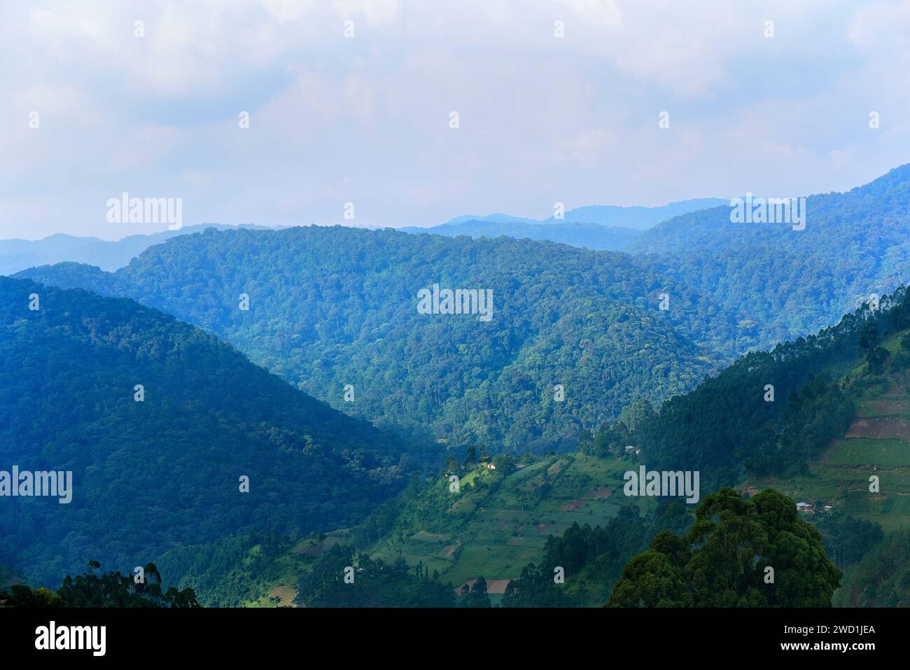 Confini del Bwindi Impenetrable Forest NP, Uganda Foto Stock