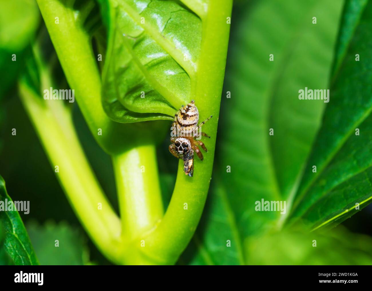 Salto con testa del teschio ragno raro avvistamenti molto pochi in Sudafrica Foto Stock