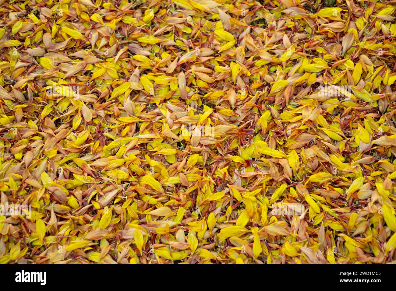 Fondo di petali di fiori gialli, texture Foto Stock