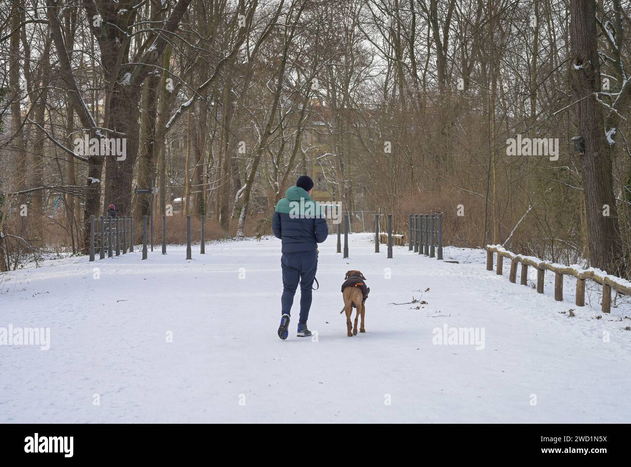 Spaziergang, Hund, Inverno, Treptower Park, Treptow, Treptow-Köpenick, Berlino, Deutschland Foto Stock