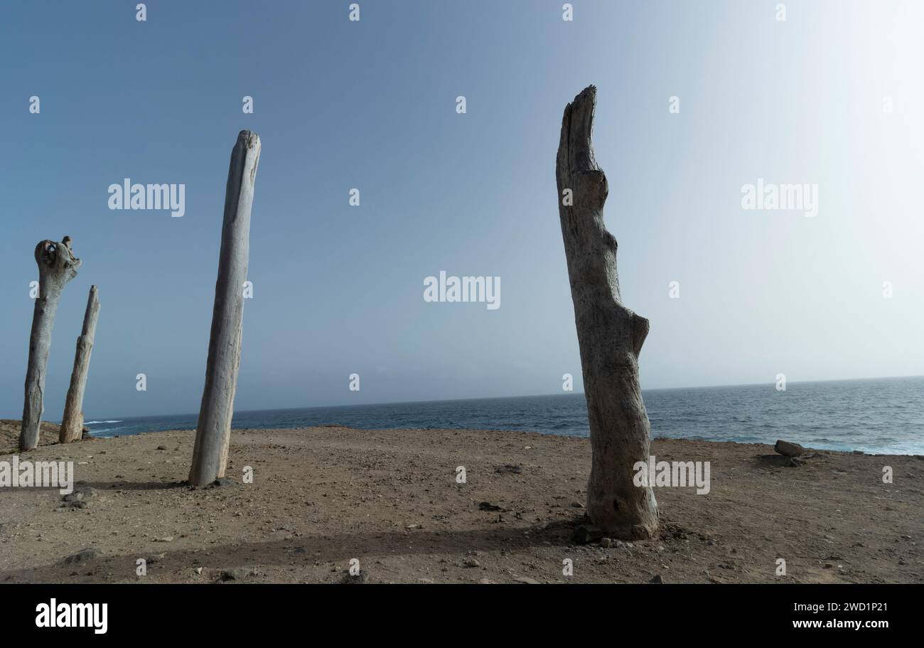 Tronchi d'albero posizionati come sculture sulla riva del mare. Costa di Los Silos. Tenerife. Foto Stock