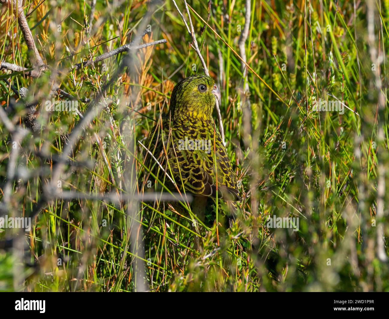 Ground Parrot, Pezoporus wallicus wallicus, nella brughiera costiera di Strahan, Tasmania, Australia Foto Stock