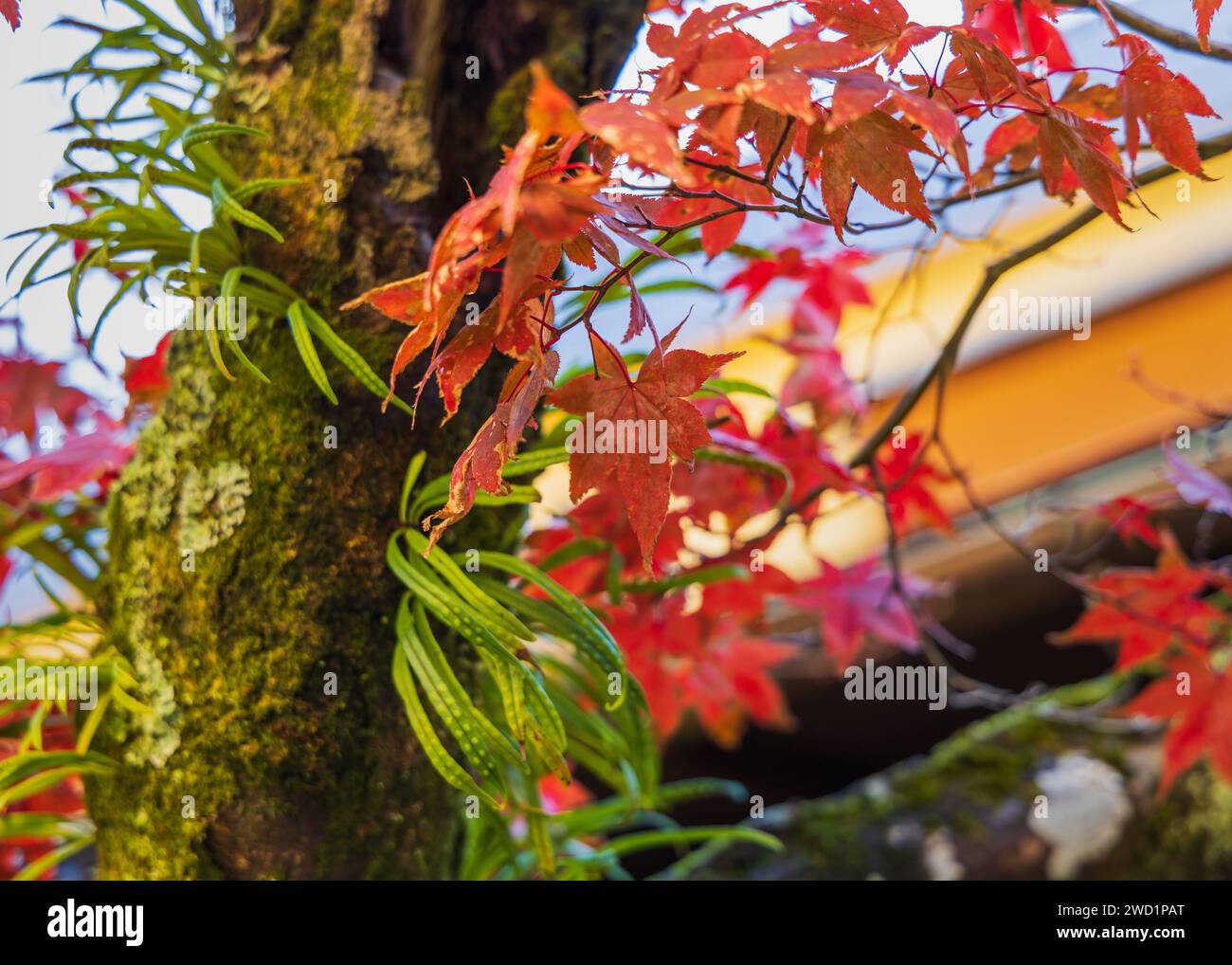 Il fogliame autunnale con foglia d'acero colorata. Kyoto è uno dei luoghi più visitati per ammirare e godere del profondo fogliame dei colori autunnali. Foto Stock