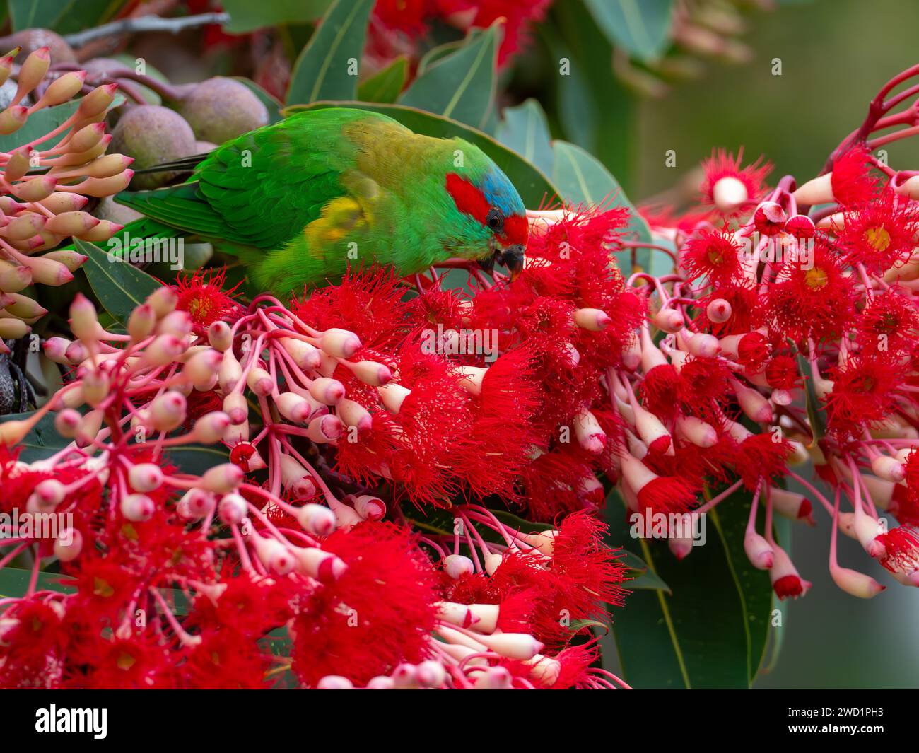 Musk Lorikeet, Glossopsitta concinna, che si nutre dei fiori di gomma a fiore rosso in Tasmania, Australia Foto Stock