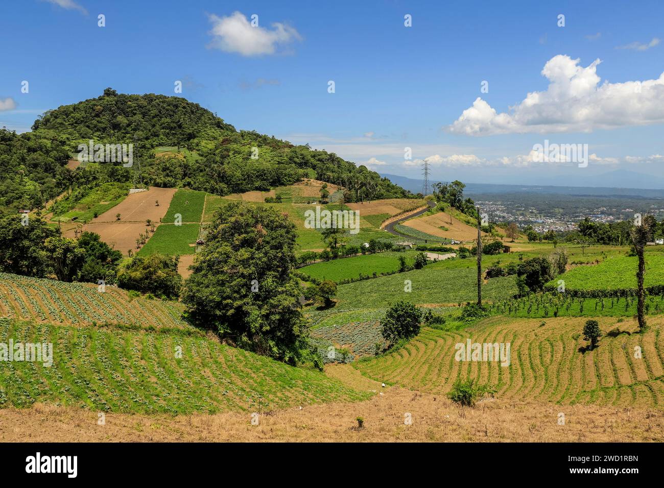 Fertili terreni vulcanici con principalmente cavoli, vicino al Monte Mahawu, un vulcano attivo vicino alla città di Tomohon. Monte Mahawu, Tomohon, Sulawesi settentrionale, Indonesia Foto Stock