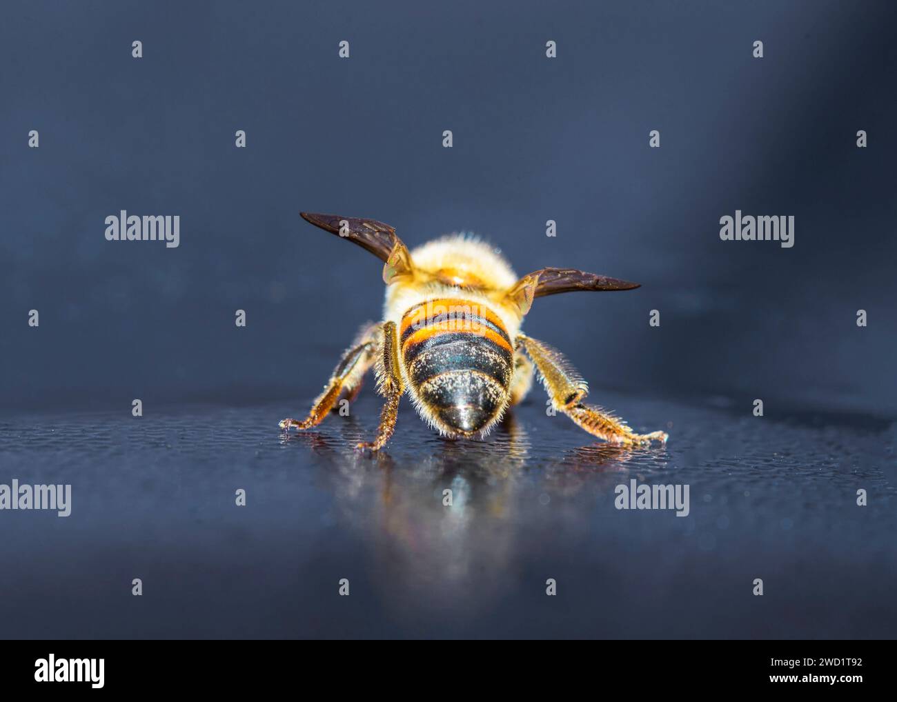 Primo piano dell'African Honeybee Macro Photography Sud Africa Foto Stock