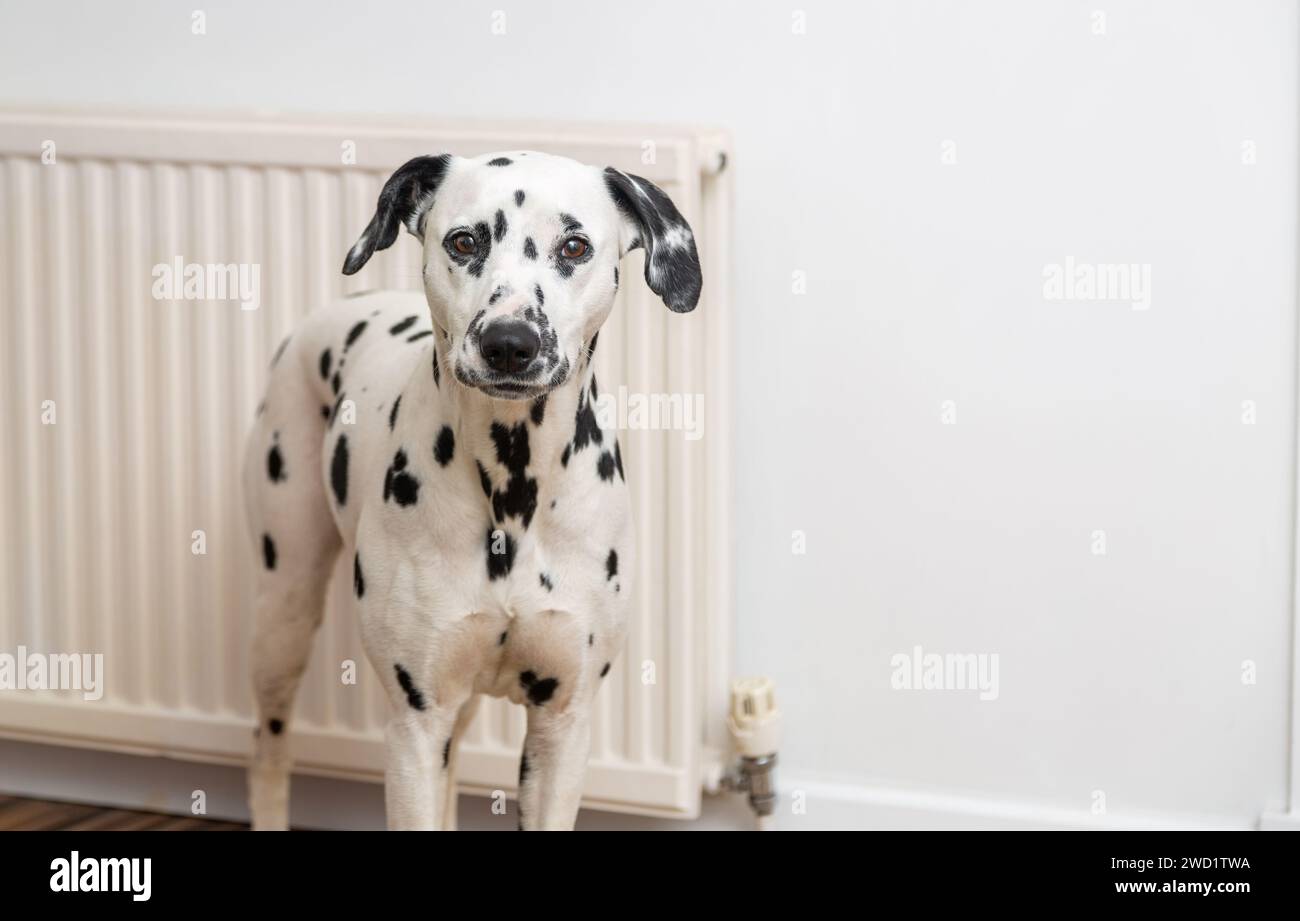 Un cane dalmata in piedi all'interno che guarda verso la macchina fotografica Foto Stock