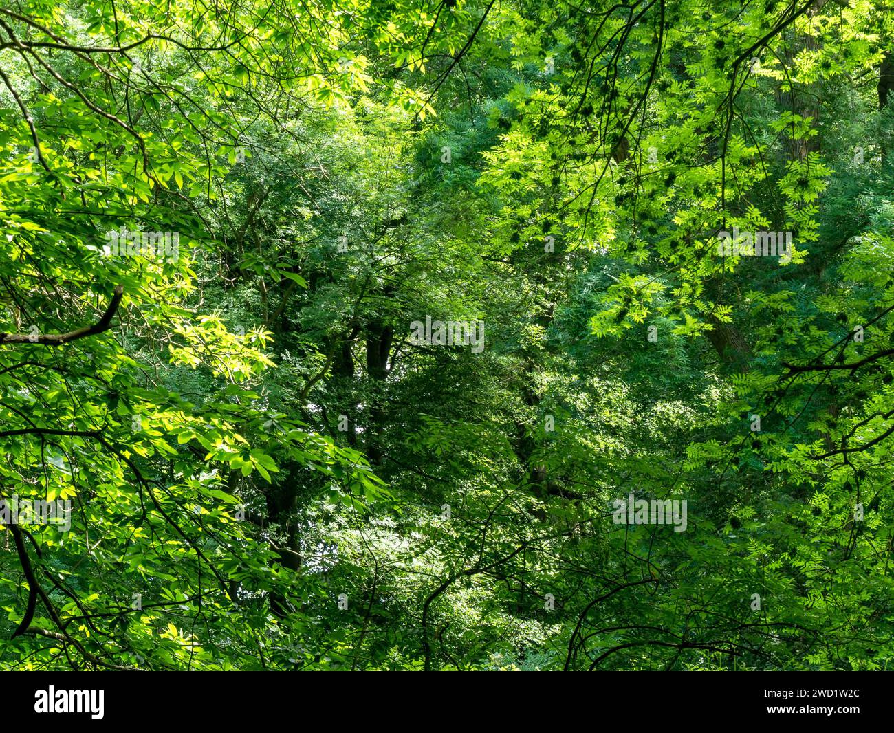 La luce del sole splende attraverso il verde misto delle chiome degli alberi in Summer Woodland, Derbyshire, Inghilterra, Regno Unito Foto Stock